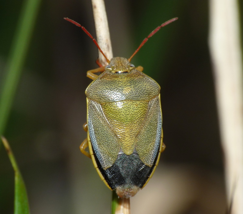 Pentatomidae di Livorno: Piezodorus lituratus